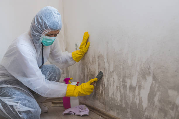 Professional Mold Remediation in Sublette, KS